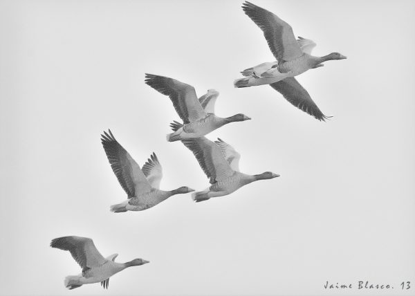 amanecer en los ansares Birding Doñana, Jaime Blasco