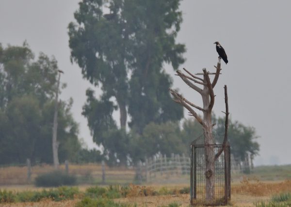 áreas de exclusión Birding Doñana, Jaime Blasco