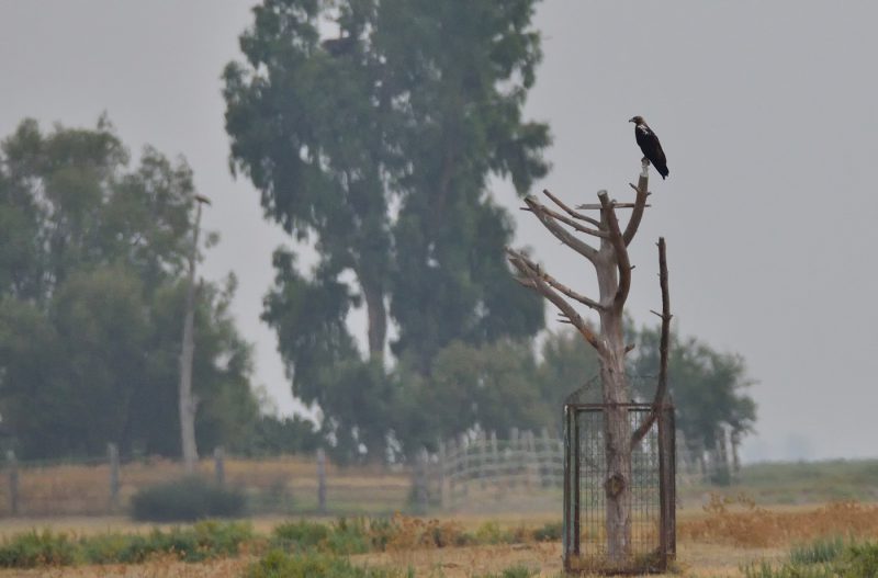 áreas de exclusión Birding Doñana, Jaime Blasco