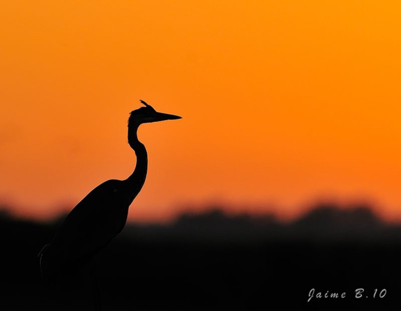 atardecer Birding Doñana, Jaime Blasco