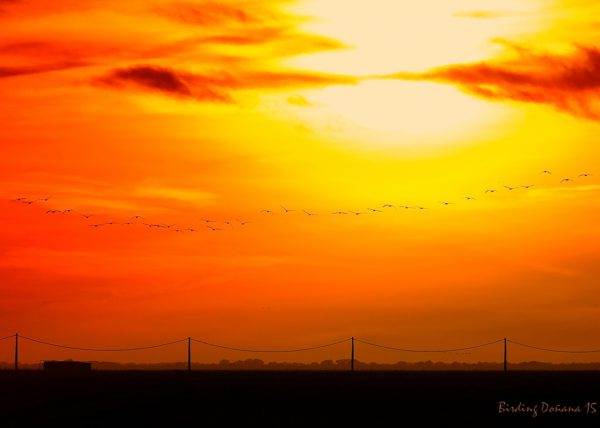 atardecer con grullas Birding Doñana, Jaime Blasco