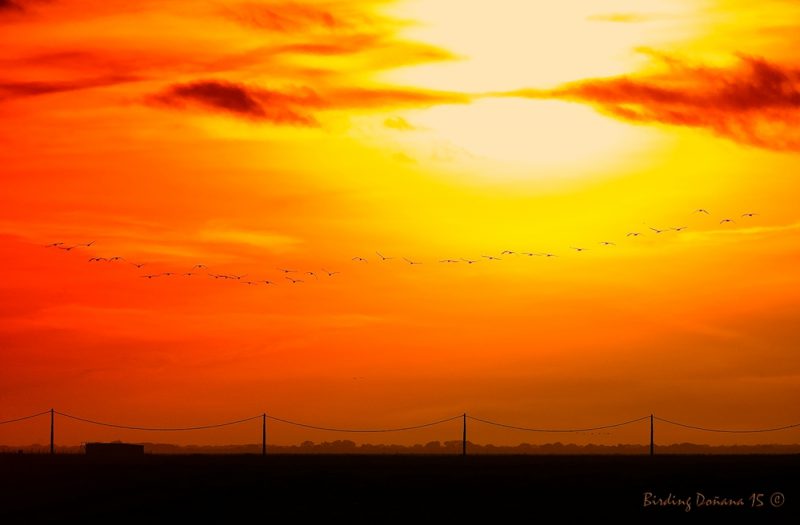 atardecer con grullas Birding Doñana, Jaime Blasco