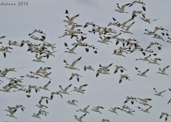 avocetas Birding Doñana, Jaime Blasco