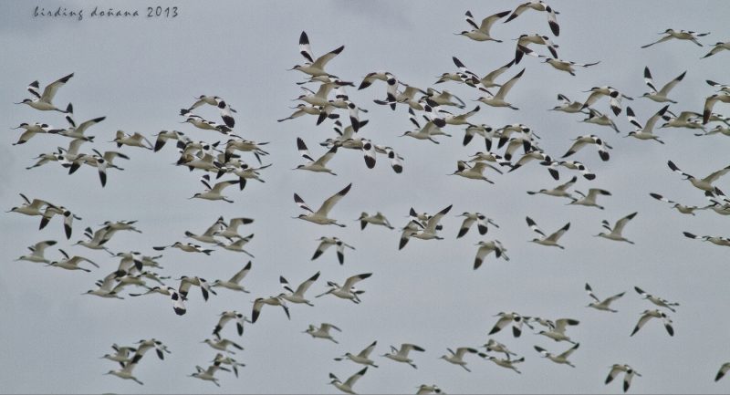 avocetas Birding Doñana, Jaime Blasco