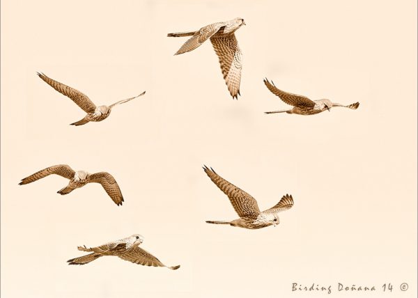 boceto Birding Doñana, Jaime Blasco