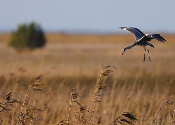 brisa de la marisma Birding Doñana, Jaime Blasco