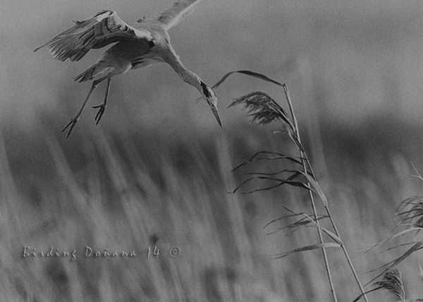 buscando sitio Birding Doñana, Jaime Blasco