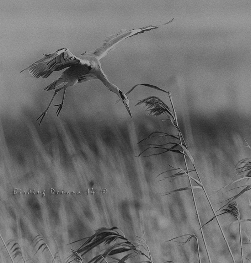 buscando sitio Birding Doñana, Jaime Blasco