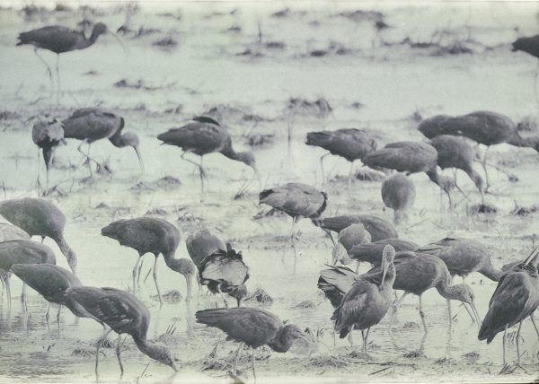 carreteando Birding Doñana, Jaime Blasco