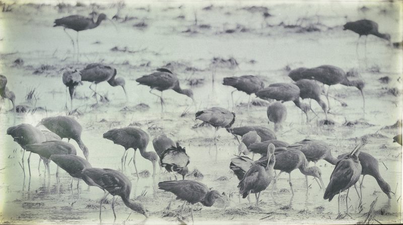 carreteando Birding Doñana, Jaime Blasco