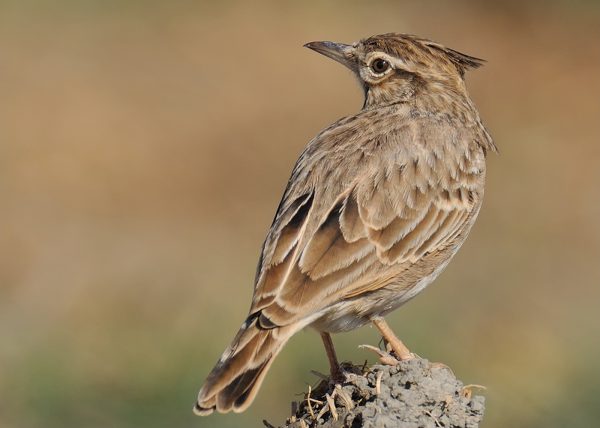 Cogujada tardia Birding Doñana, Jaime Blasco