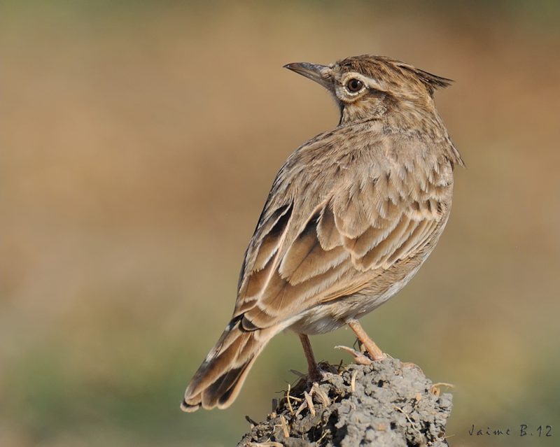 Cogujada tardia Birding Doñana, Jaime Blasco