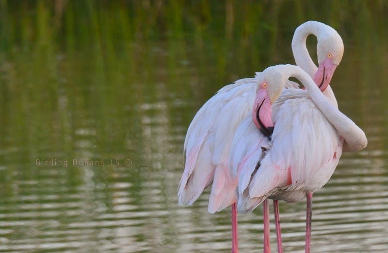 Couple Birding Doñana, Jaime Blasco