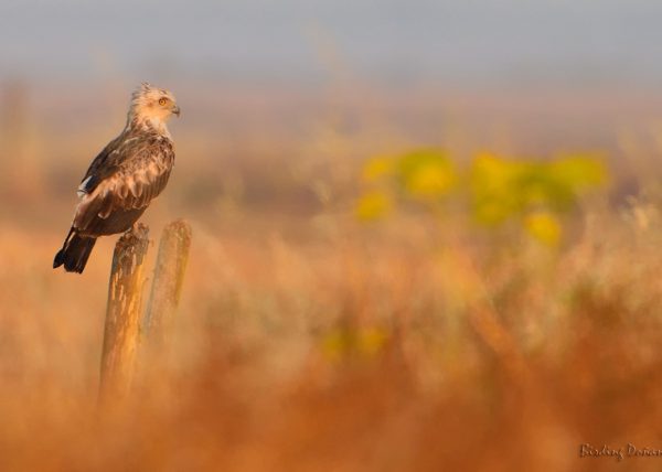 desenfoque de primavera Birding Doñana, Jaime Blasco