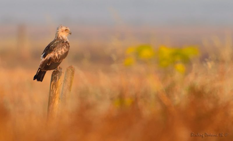 desenfoque de primavera Birding Doñana, Jaime Blasco