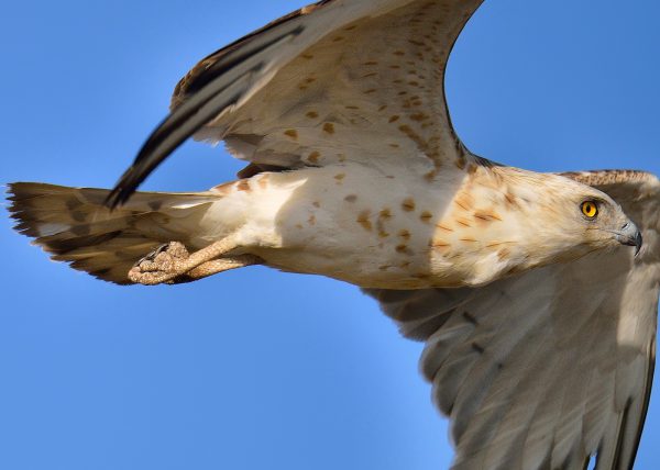 detalle de culebrera Birding Doñana, Jaime Blasco