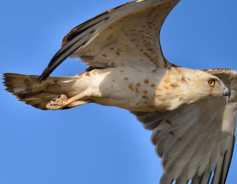 detalle de culebrera Birding Doñana, Jaime Blasco