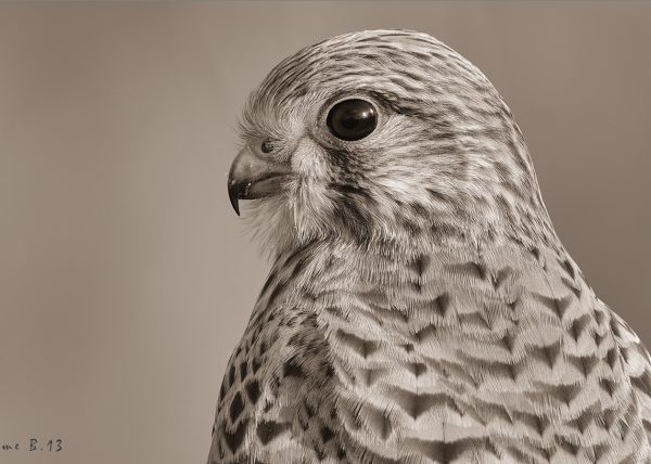 detalle en bn Birding Doñana, Jaime Blasco