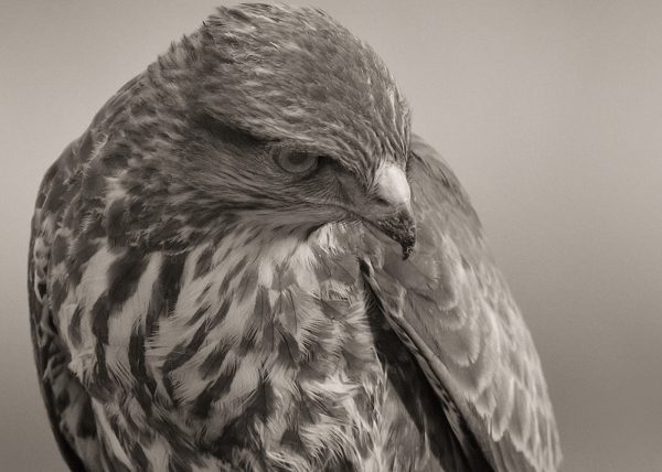 detalle y barbero Birding Doñana, Jaime Blasco