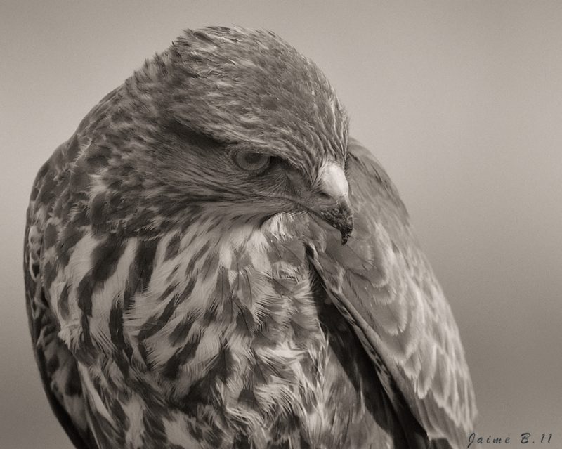 detalle y barbero Birding Doñana, Jaime Blasco