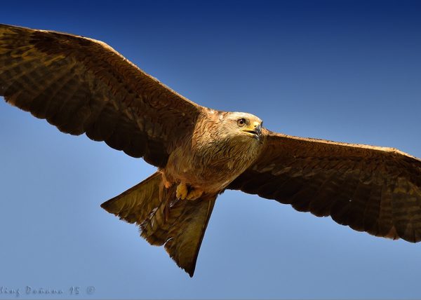 diagonal Birding Doñana, Jaime Blasco