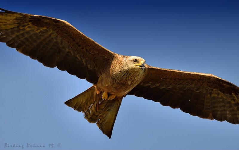 diagonal Birding Doñana, Jaime Blasco