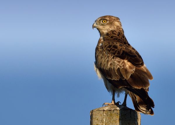 diciembre Birding Doñana, Jaime Blasco