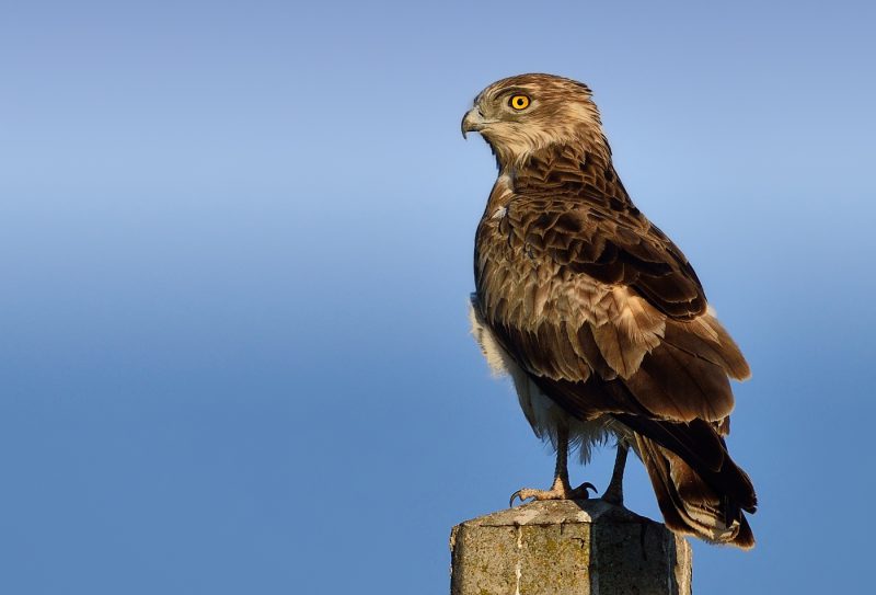 diciembre Birding Doñana, Jaime Blasco