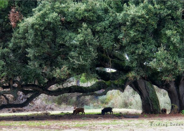 Doñana Birding Doñana, Jaime Blasco