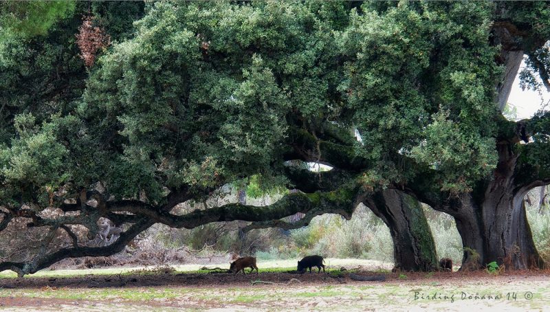 Doñana Birding Doñana, Jaime Blasco