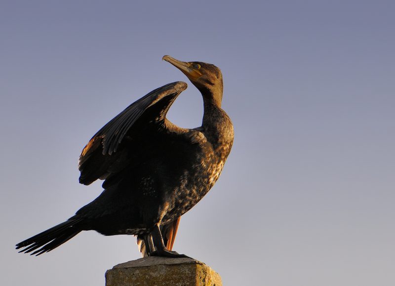 estatua papel Birding Doñana, Jaime Blasco