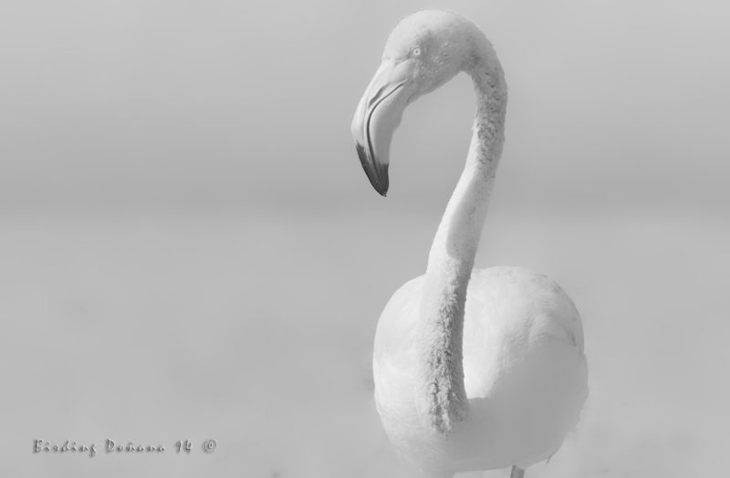 Flamenco en la Veta Birding Doñana, Jaime Blasco