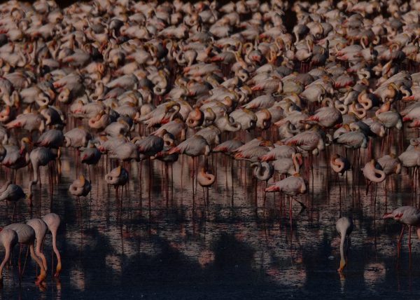 Flamencos dehesa Birding Doñana, Jaime Blasco