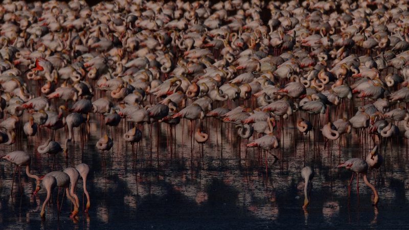 Flamencos dehesa Birding Doñana, Jaime Blasco