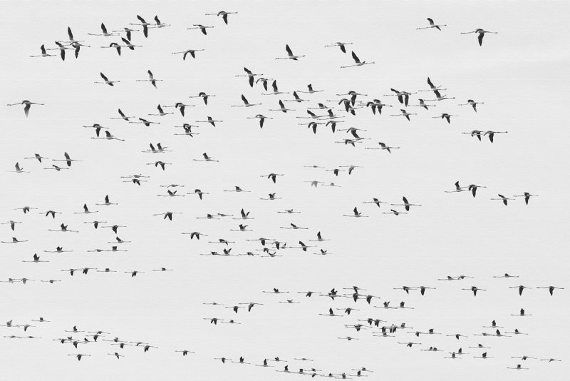 flechas Birding Doñana, Jaime Blasco