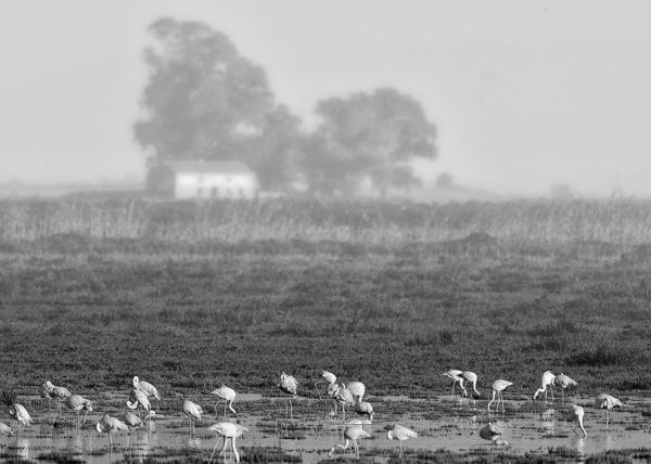 fotograma de marisma Birding Doñana, Jaime Blasco