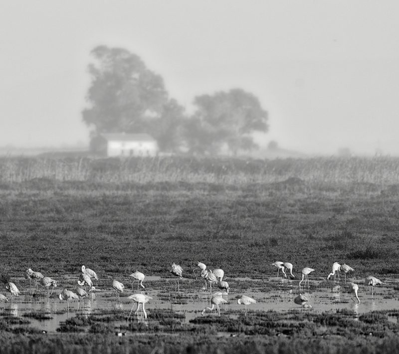 fotograma de marisma Birding Doñana, Jaime Blasco