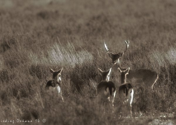 frío invierno en Doñana Birding Doñana, Jaime Blasco