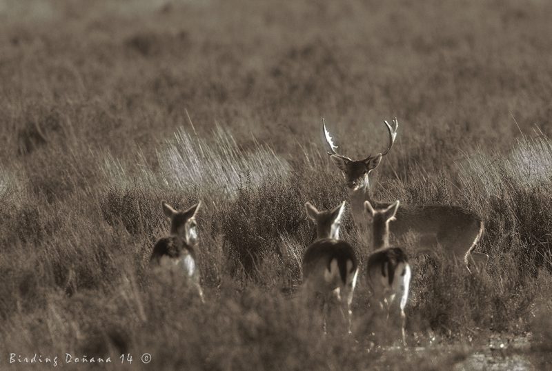 frío invierno en Doñana Birding Doñana, Jaime Blasco