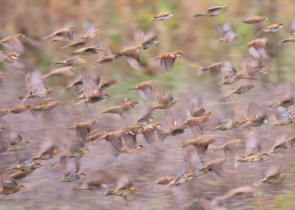 friso de naturaleza papel Birding Doñana, Jaime Blasco