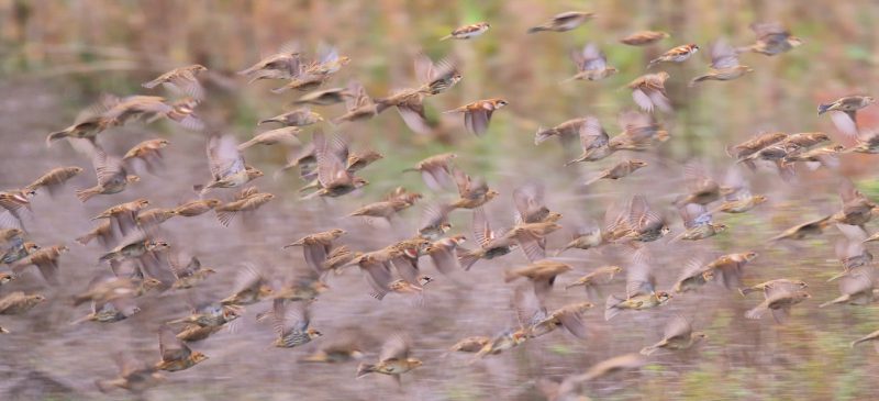 friso de naturaleza papel Birding Doñana, Jaime Blasco