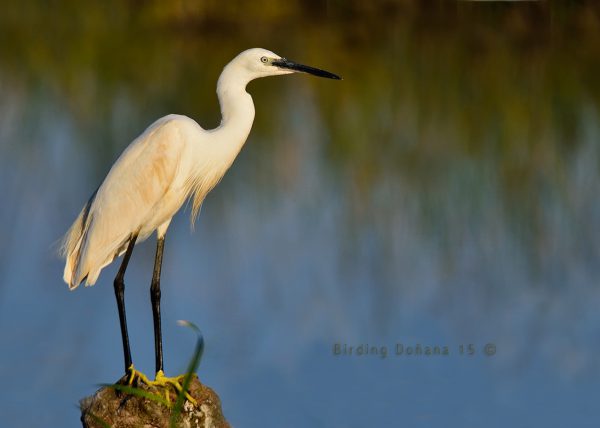 garceta Birding Doñana, Jaime Blasco