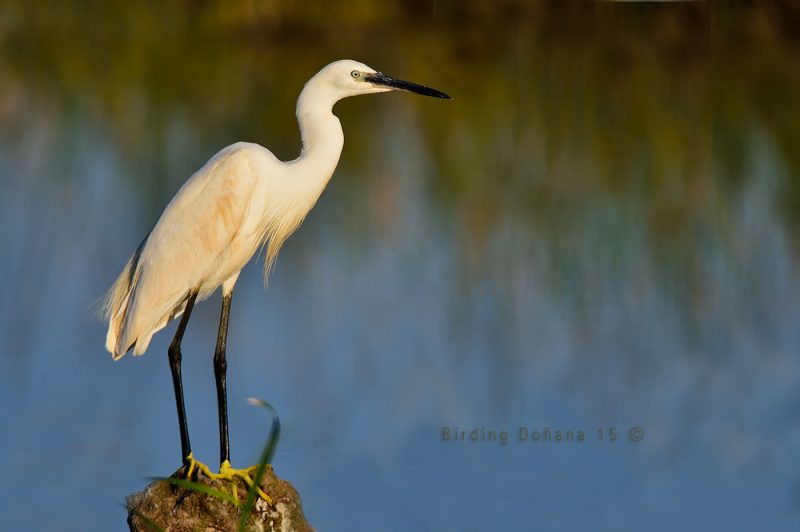 garceta Birding Doñana, Jaime Blasco