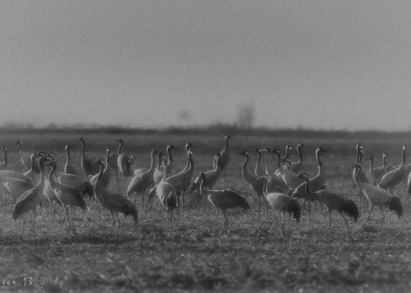 grullas Birding Doñana, Jaime Blasco