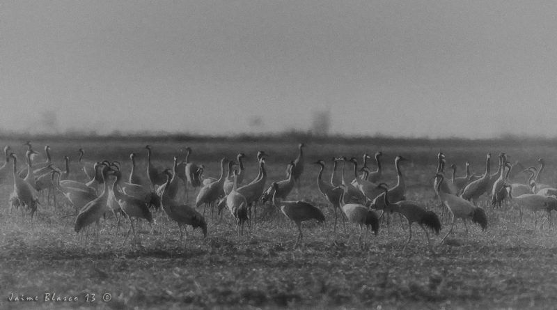 grullas Birding Doñana, Jaime Blasco