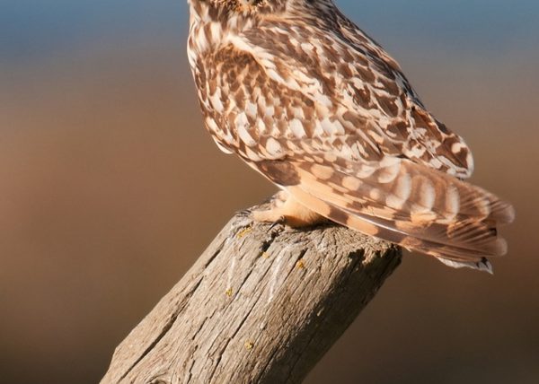 horizonte de tarde Birding Doñana, Jaime Blasco