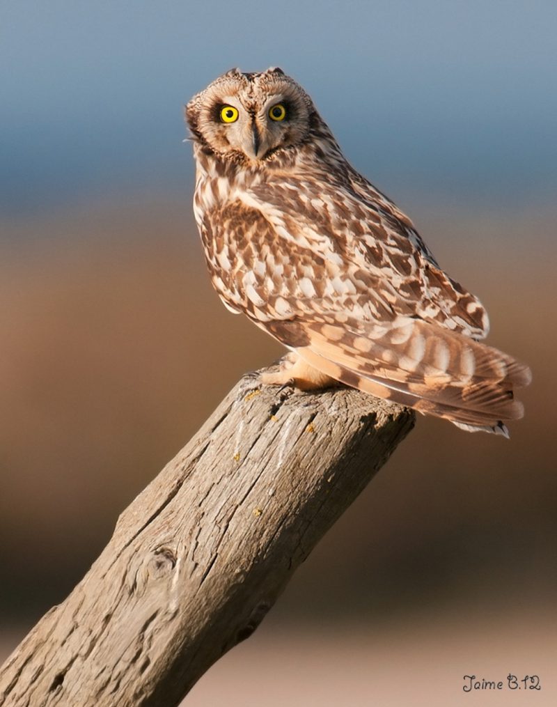 horizonte de tarde Birding Doñana, Jaime Blasco