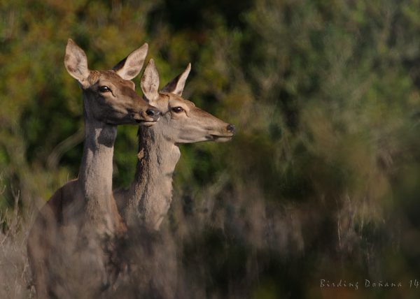 la Doñana menos pajarera Birding Doñana, Jaime Blasco