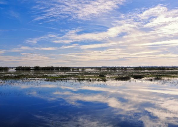 la marisma con lluvia Birding Doñana, Jaime Blasco