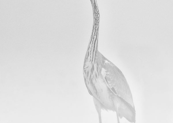 la niebla Birding Doñana, Jaime Blasco